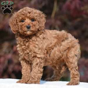 Tyler, Miniature Poodle Puppy